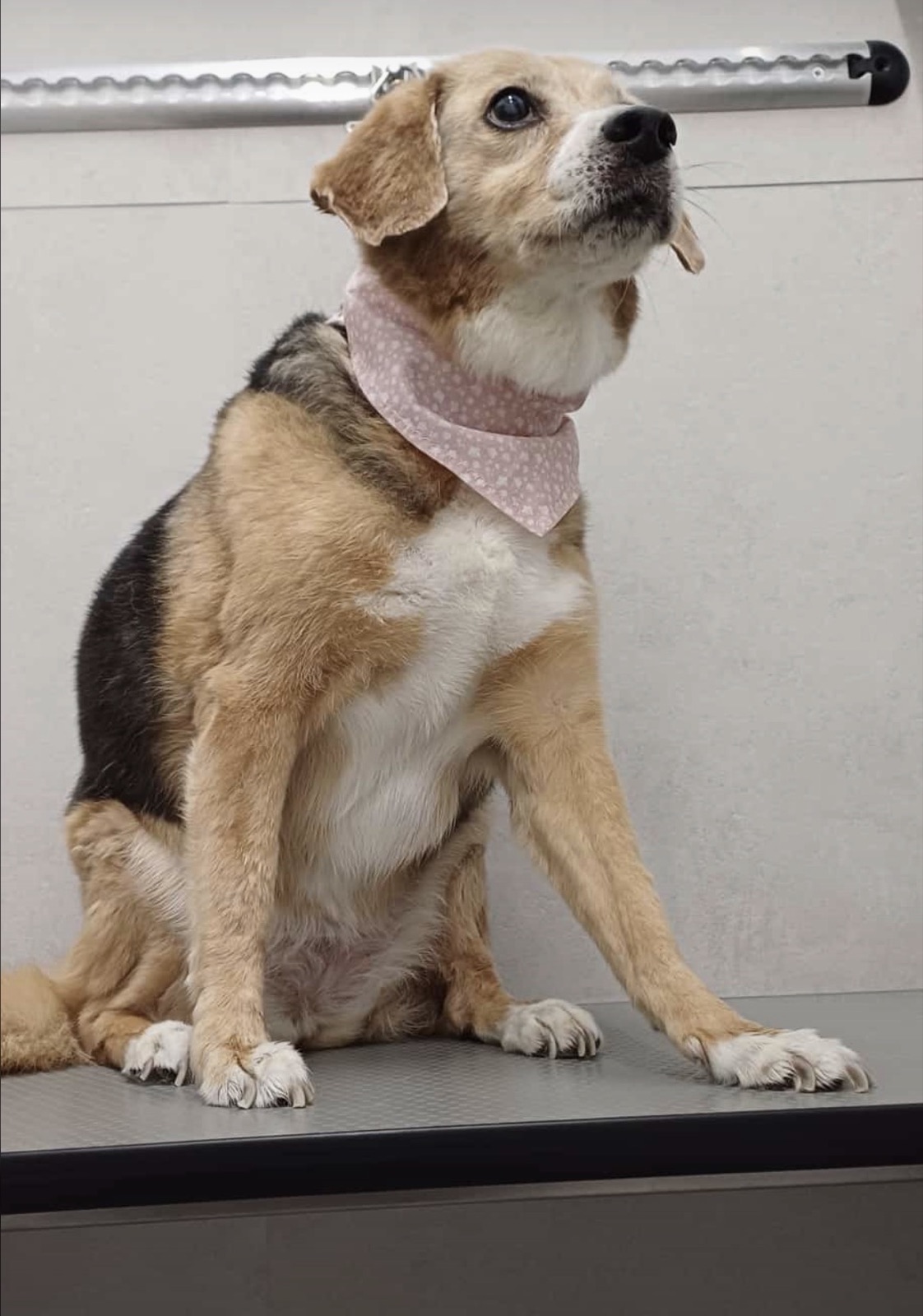Cane dopo la toelettatura a Brugherio