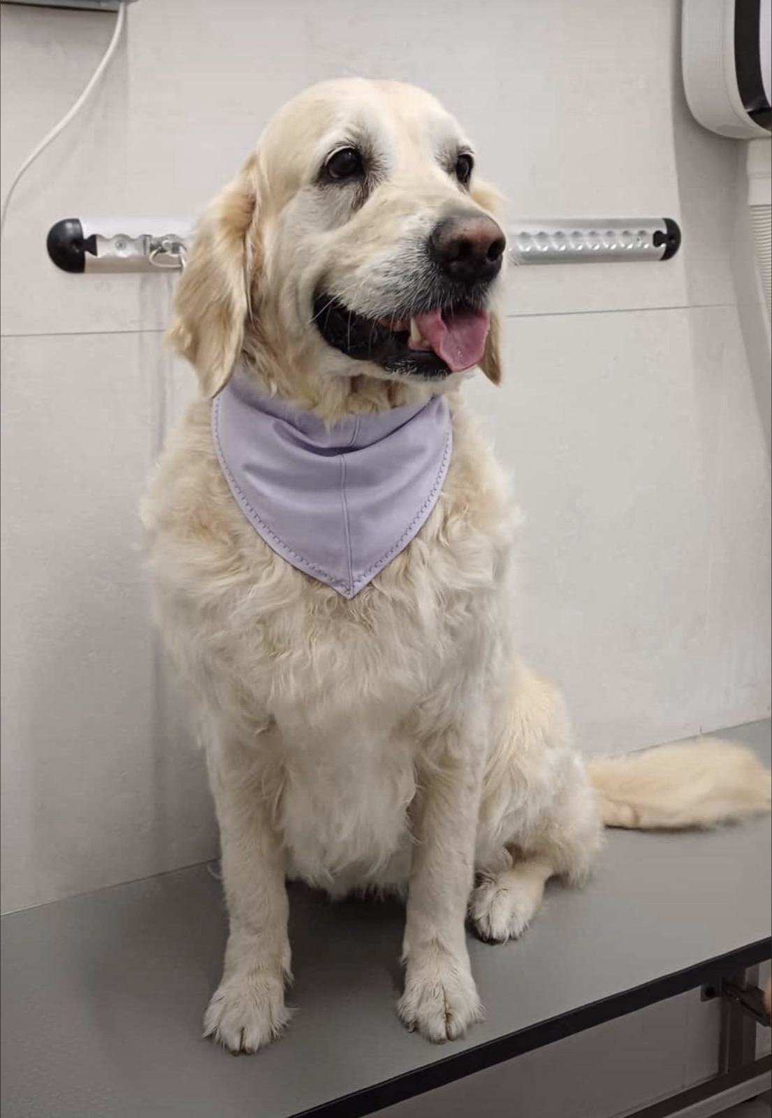 Cane curato nel salone Cuori a 4 Zampe