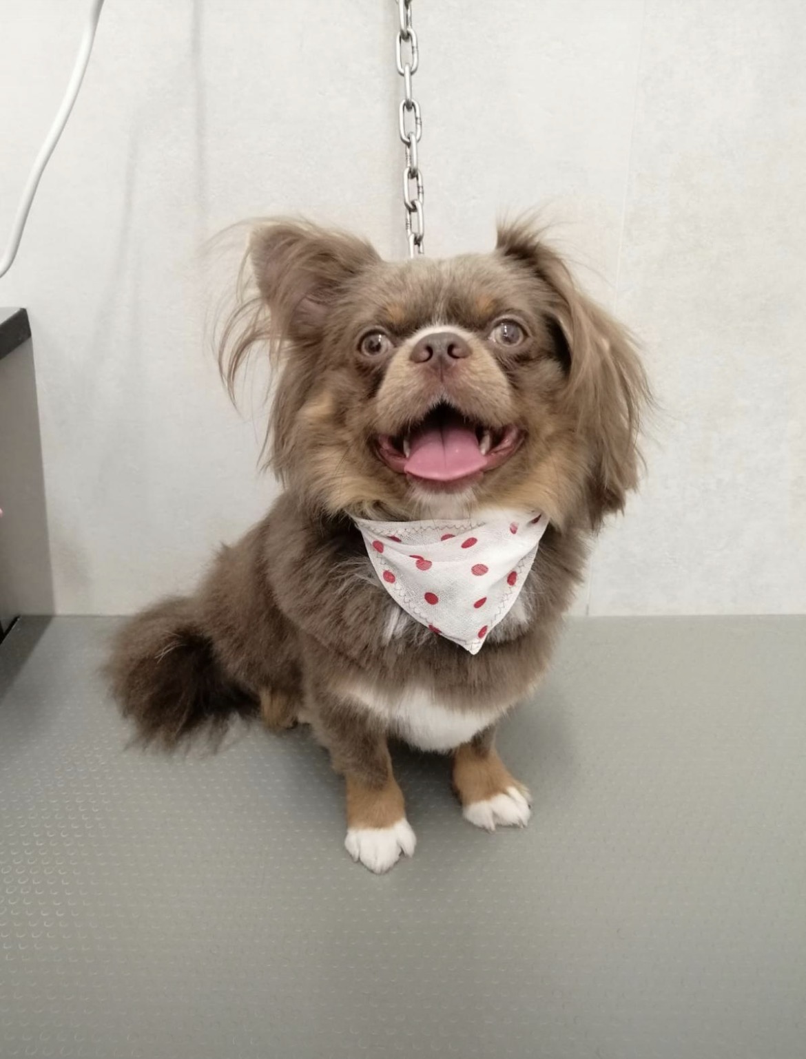 Cane toelettato a Brugherio